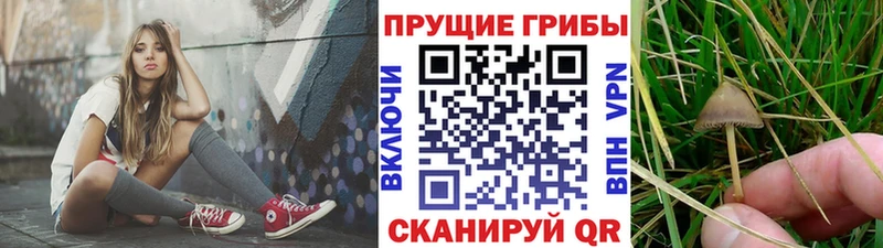 Псилоцибиновые грибы Magic Shrooms  мориарти клад  Большой Камень  цена  
